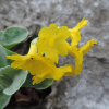 primula orecchia di orso